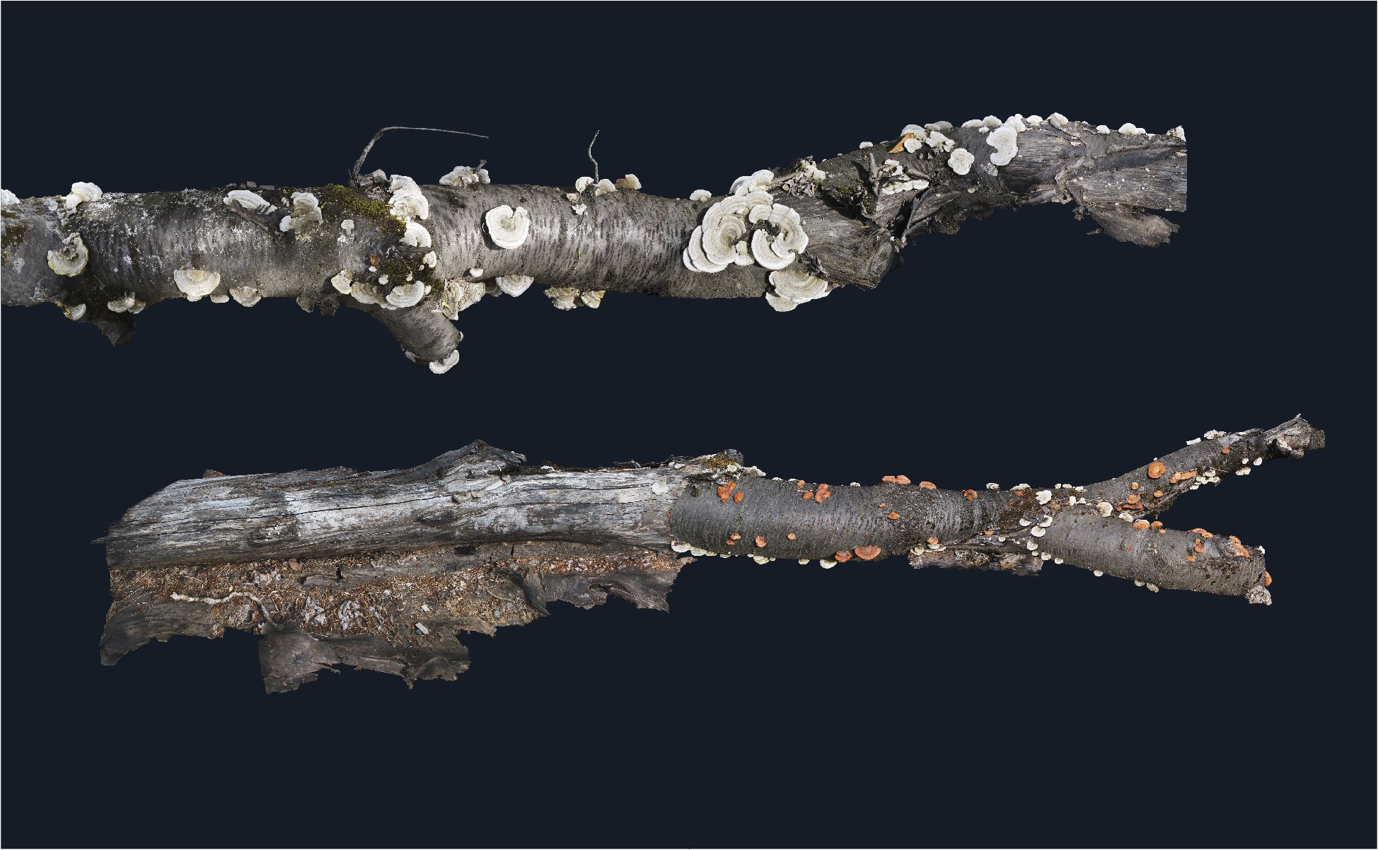 Dark Ecology